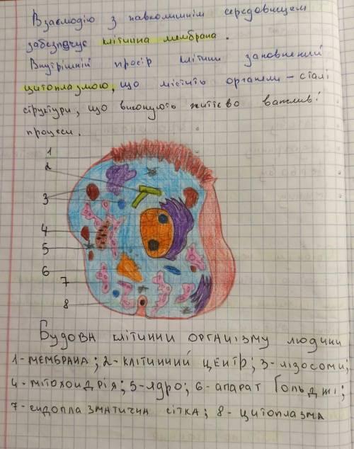 составить таблицу по биологии /органоид/ и /функции/ БИОЛОГИЯ 8 КЛАСС, ТЕМА: клеточное строение орга