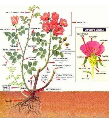 Особенности строения его побега, возможно, видоизменения побега. (ПРО РОЗУ )