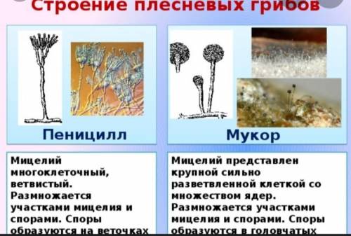 Заполните таблицу, отличительные особенности плесневых грибов мукора и пеницилла