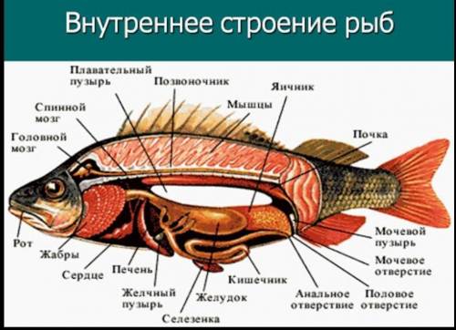 Внутреннее строение рыб рисунок и название нужн