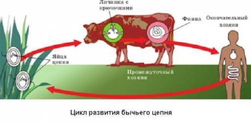 Схема развития бычьего цепня