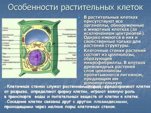 Какое значение имеет межклеточное вещество в растительных клетках?