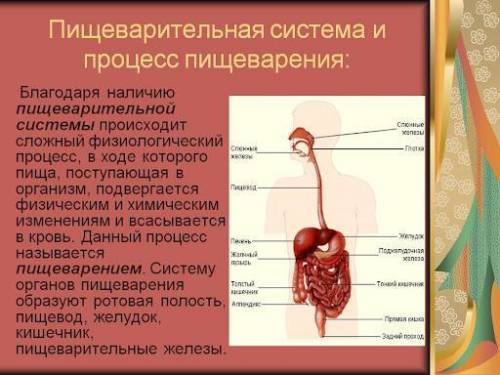 опишите процесс пищеварения, происходящий в желудке