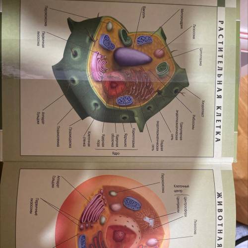 Как выучить таблицу по биологии шестого класса на тему органоиды клеток
