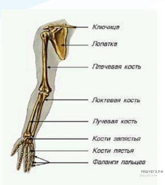 Расположите кости верхней конечности в правильном порядке, начиная с плеча. Фаланги пальцев Локтевая