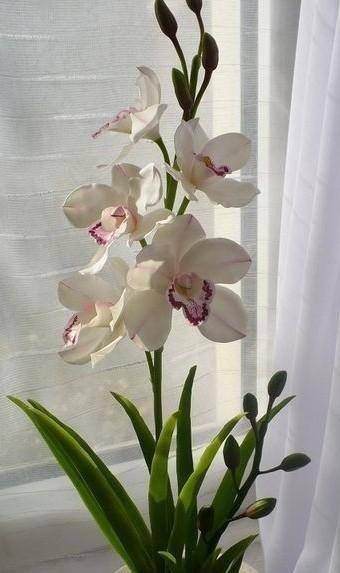 Какая форма листа у орхидеи?