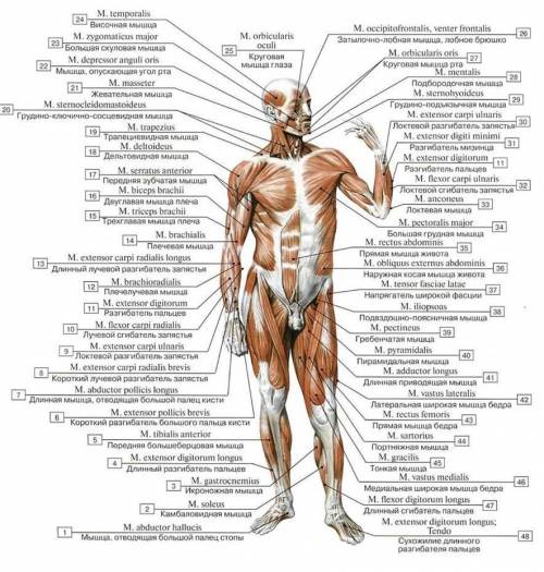 Как расположены скелетные мышцы на теле человека ?