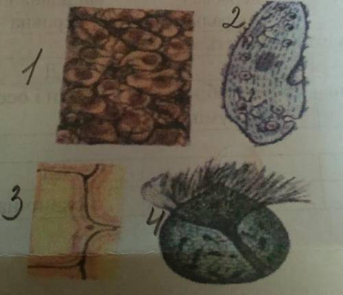 Які тканини та клітини зображенні на малюнках? Яким організмам вони належать і які функції вони вико