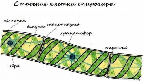 Какая водоросль соответствует описанию: слоевище нитчатое, характерно бесполое размножение фрагмента