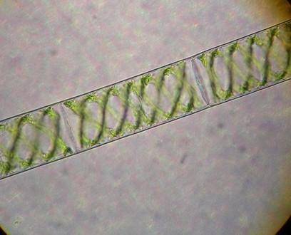 Какая водоросль соответствует описанию: слоевище нитчатое, характерно бесполое размножение фрагмента