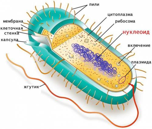 мембранная структура бактериальной клетки, обеспечивающая её дыхание, – ...