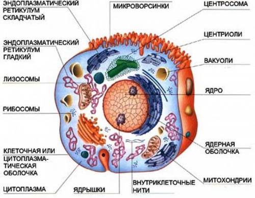В состав клетки человека входят: крупная центральная вакуоль клеточная стенка хлоропласты рибосомы м