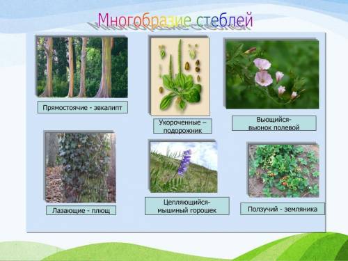Разнообразие стеблей с примерами растений