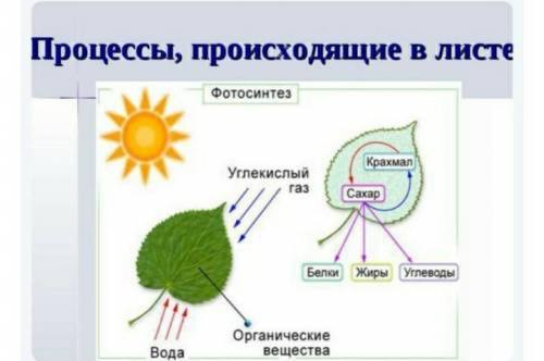 1. В виде схемы изобразите процесс фотосинтеза .