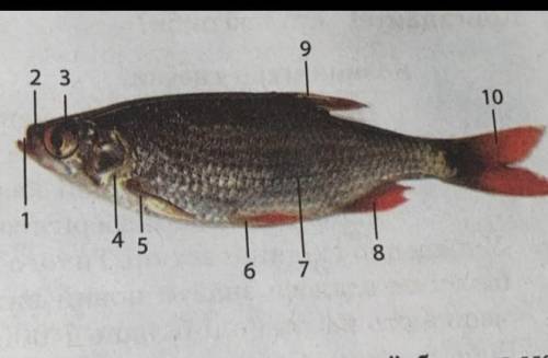 1. Яке значення має для риби обтічна форма тіла? Які відділи тіла в риб? 2. Розгляньте парні й непар