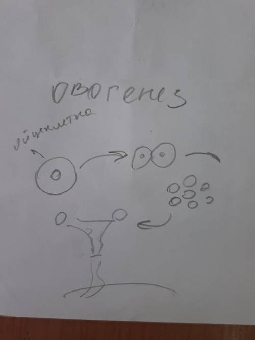 В тетради нарисуйте схемы овогенеза и сперматогенеза. Фото рисунков прикрепите к заданию.