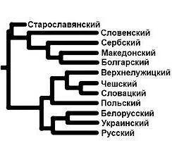 Составьте схему-описание славянской ветви родословного древа.