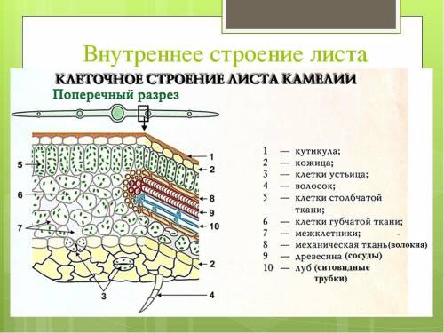 Задание 1. (1б) а) На рисунке представлено внутреннее строение листа. Обозначь цифрами на рисунке: А