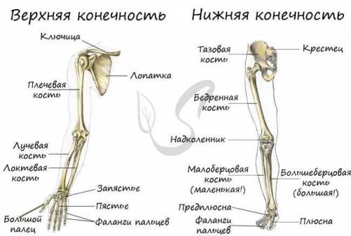 Скелет конечностей