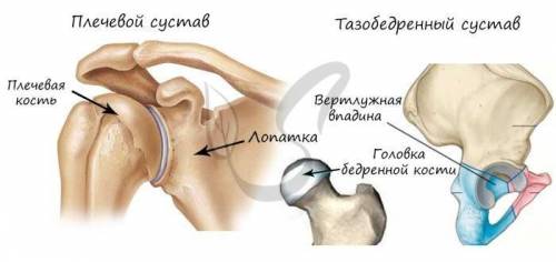 Скелет конечностей