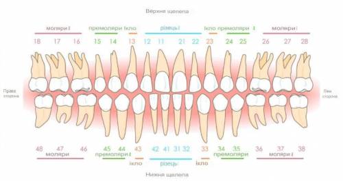 3. Найбільші за розмірами зуби в людини: