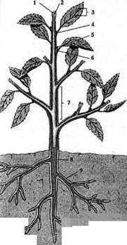 Какое значение для растения имеет корень?