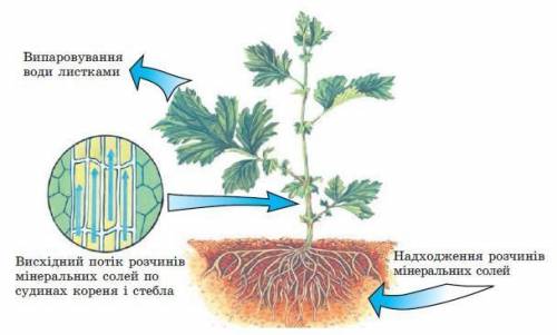 Какое значение для растения имеет корень?