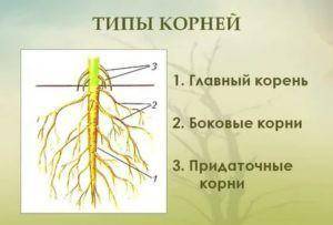 Какое значение для растения имеет корень?