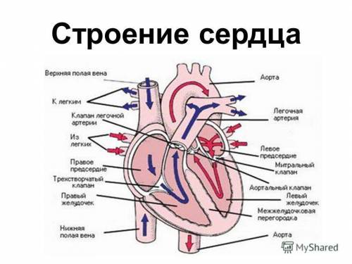Таблица строение и работа сердца человека