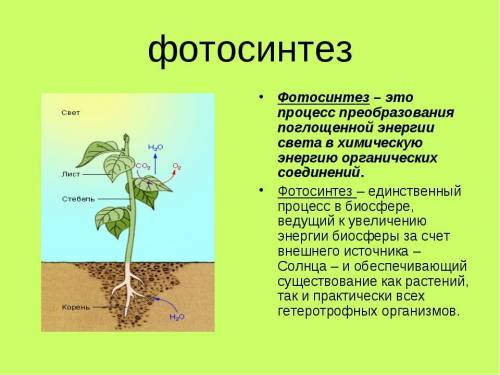 Перечислите условия фотосинтезв