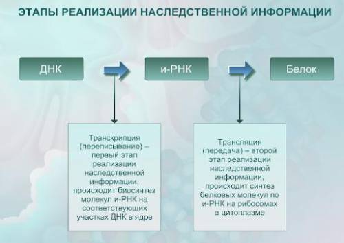 Опишите этапы реализации наследственной информации очень надо