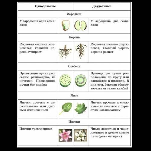 Семенная кожура. Зародыш. Семядоля. Растения: Однодольные, Двудольные,Напишите определение