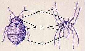 Каким типам расчленения тела характеризуются паукообразные