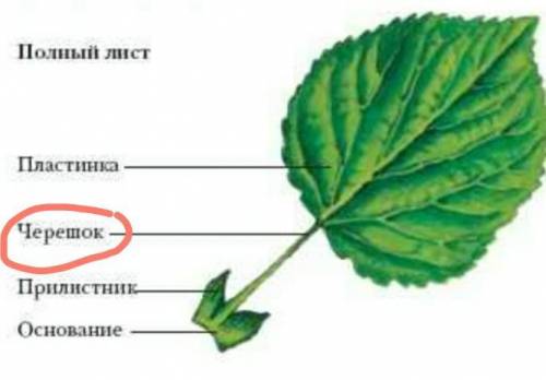 Что такое листья с черешком