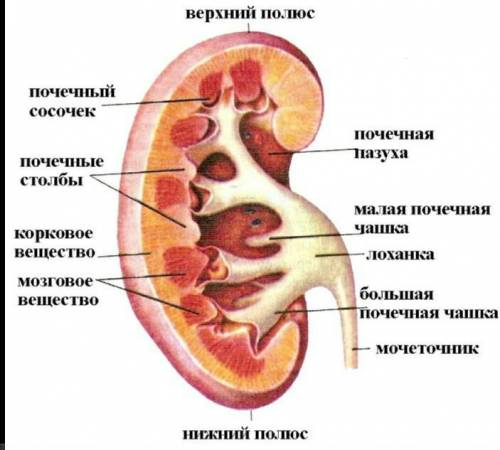 Что такое мозговой и корковый слои