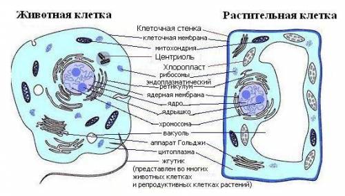 Строение клетки. Органоиды и их функции