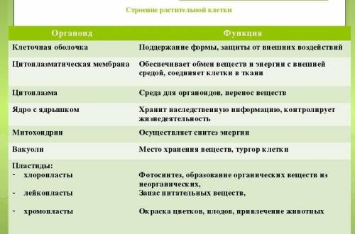 В тетради сделай рисунок «Строение растительной клетки», подпиши основные части клетки (ядро, цитопл