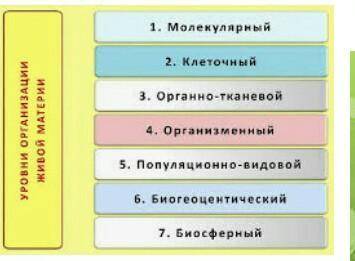 Чем отличается организменный и экосистемный уровни жизни между собой?