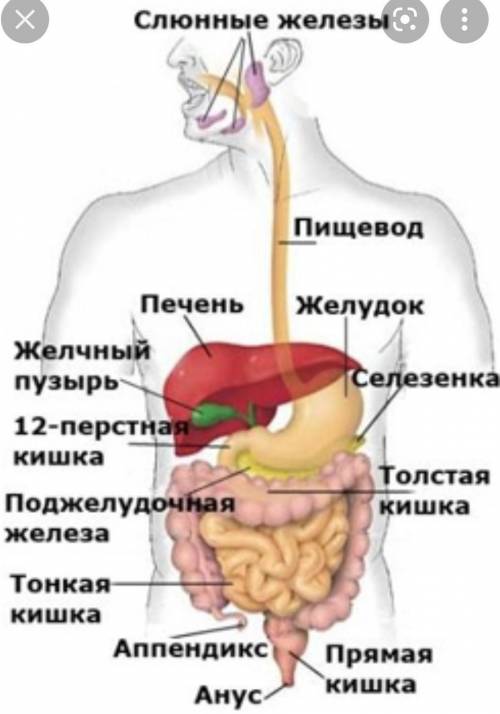 Выберите номер органов образующих пищеварительный канал