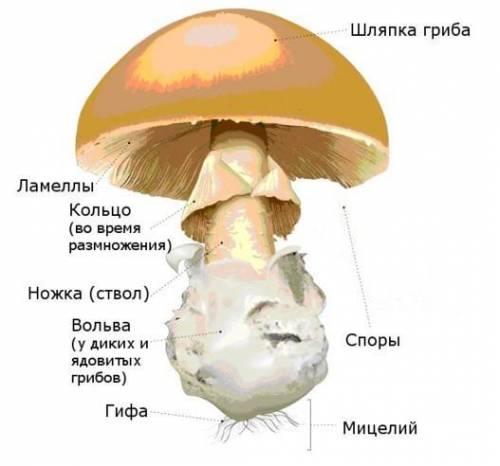 1- общие сведения о грибах, 2 - части гриба и их функции, 3 - питание грибов. Распишите ответы надо)