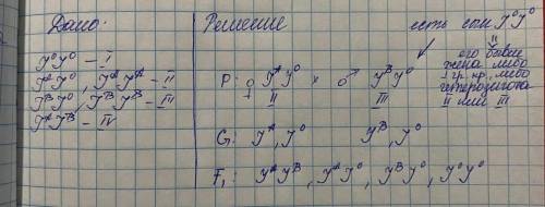 Ген группы крови человека имеет три аллеля: i0, IA и IB. Аллели IA и IB кодоминантны (в гетерозиготе