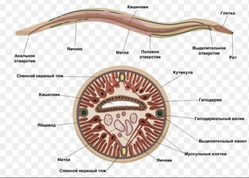 Строение круглого червя