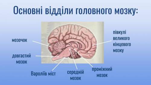 Будова переднього мозку