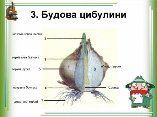 Зарисуйте продольный разрез луковицы и подпишите её части, обозначенные на рисунке знаком вопроса. С