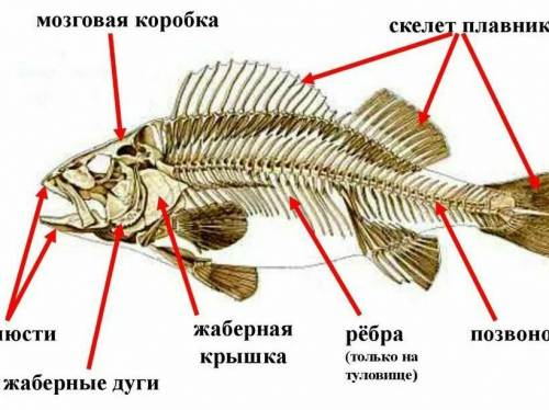 Строение скелета рыб