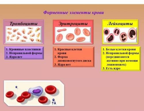 Спільні ознаки еритроцитів лейкоцитів та тромбоцитів