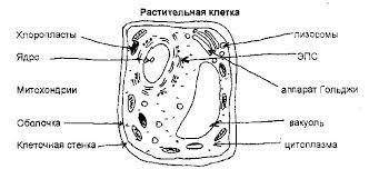 1.Задание.Нарисуйте рисунок клетки и отметьте органоиды. Оболочка,ядро,хлоропласты