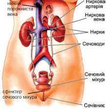 Органи сечовидільної системи розташовані у
