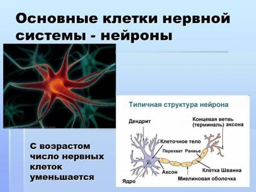 2. Систематизируйте факторы, влияющие на нервную систему. Как по- влияет на развивающийся молодой мо