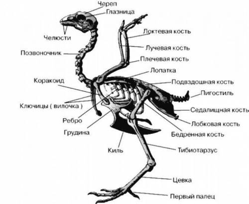 Перечислите кости которые есть у птиц, но отсутствуют у человека